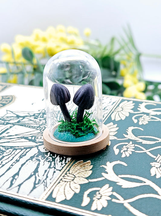 Mini black shimmer mushrooms under glass