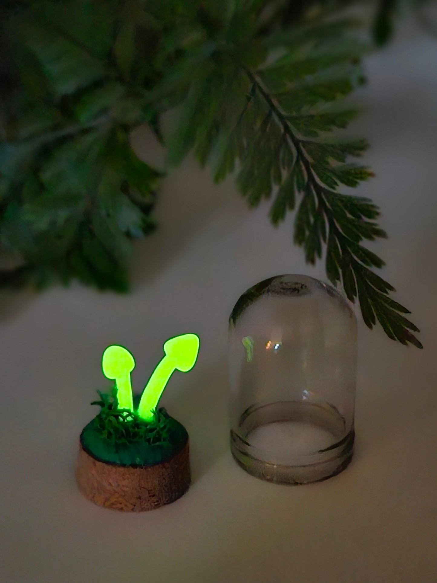 Glow in the dark mushrooms with glass cover