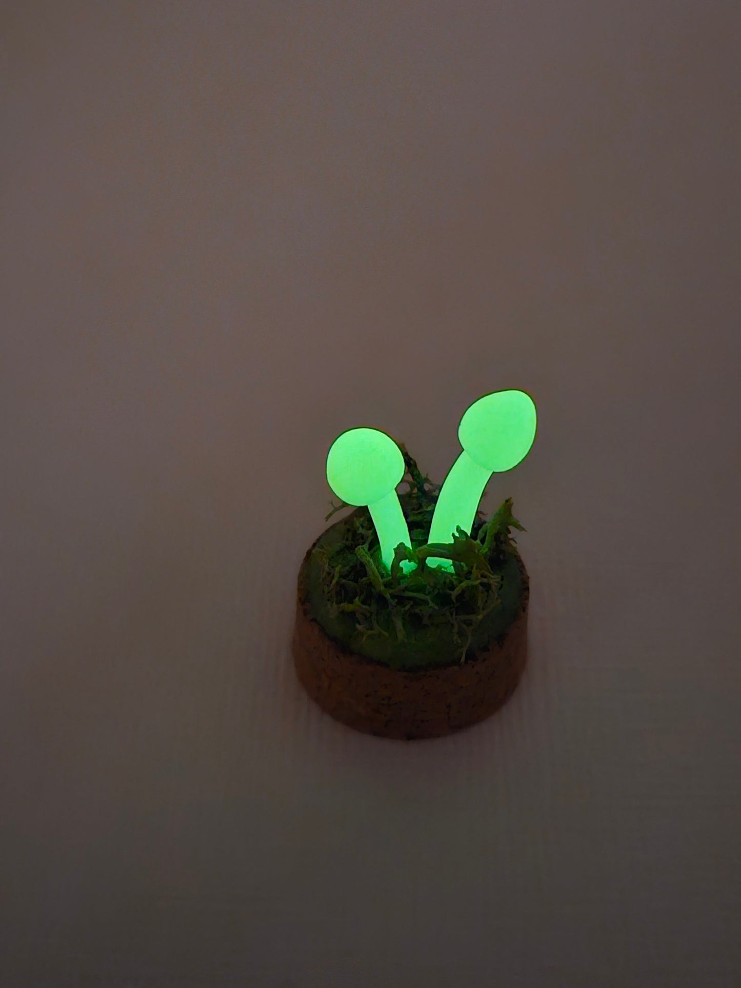 Mini glow in the dark mushrooms with glass cover