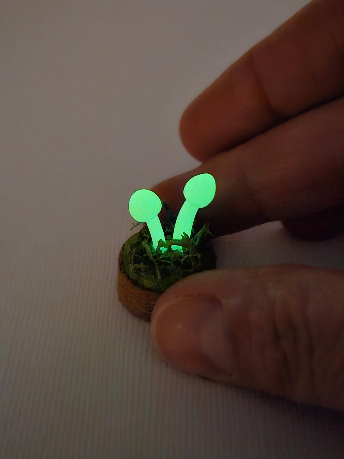 Mini glow in the dark mushrooms with glass cover