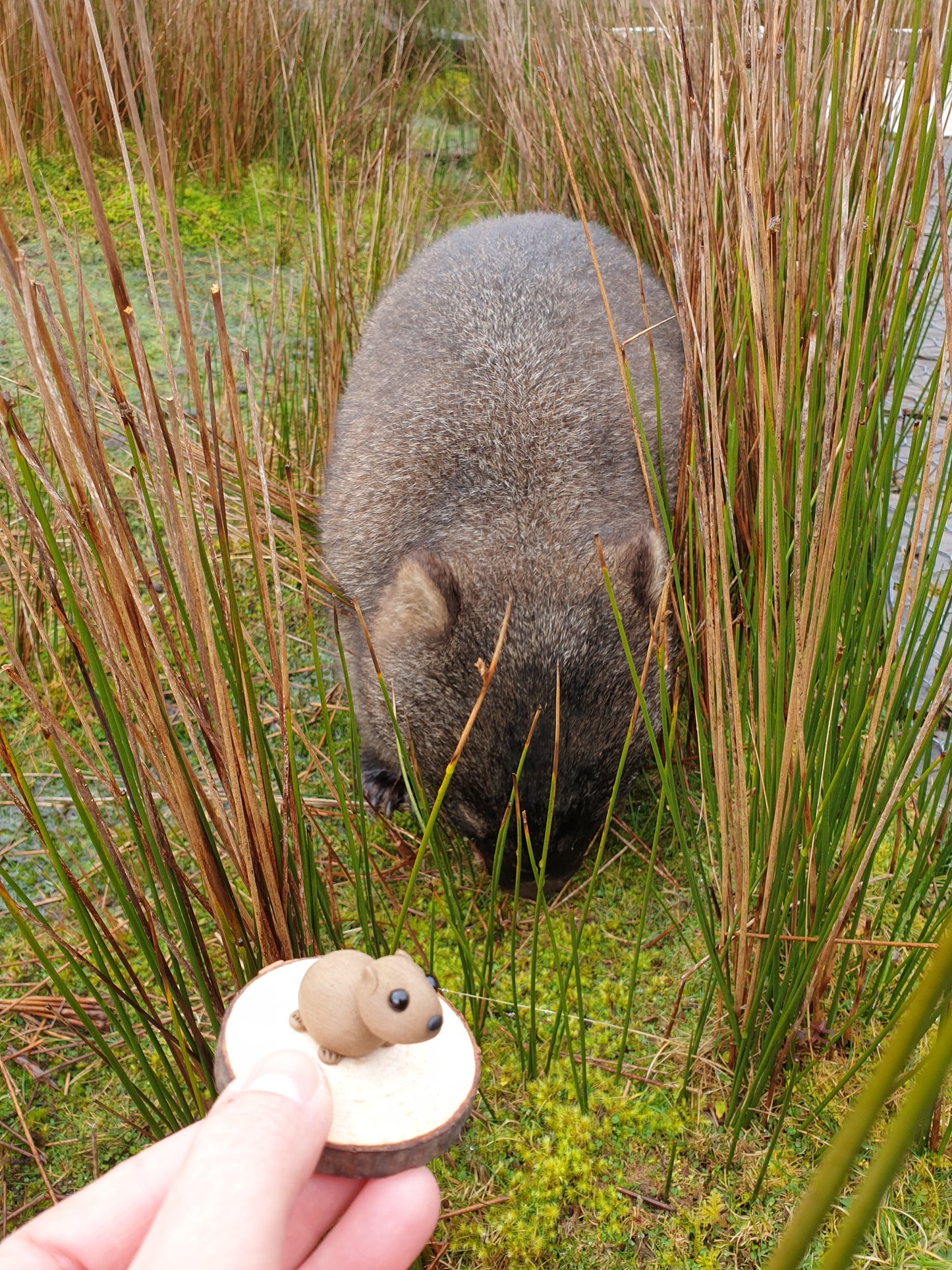 Wombat sculpture miniature collectable